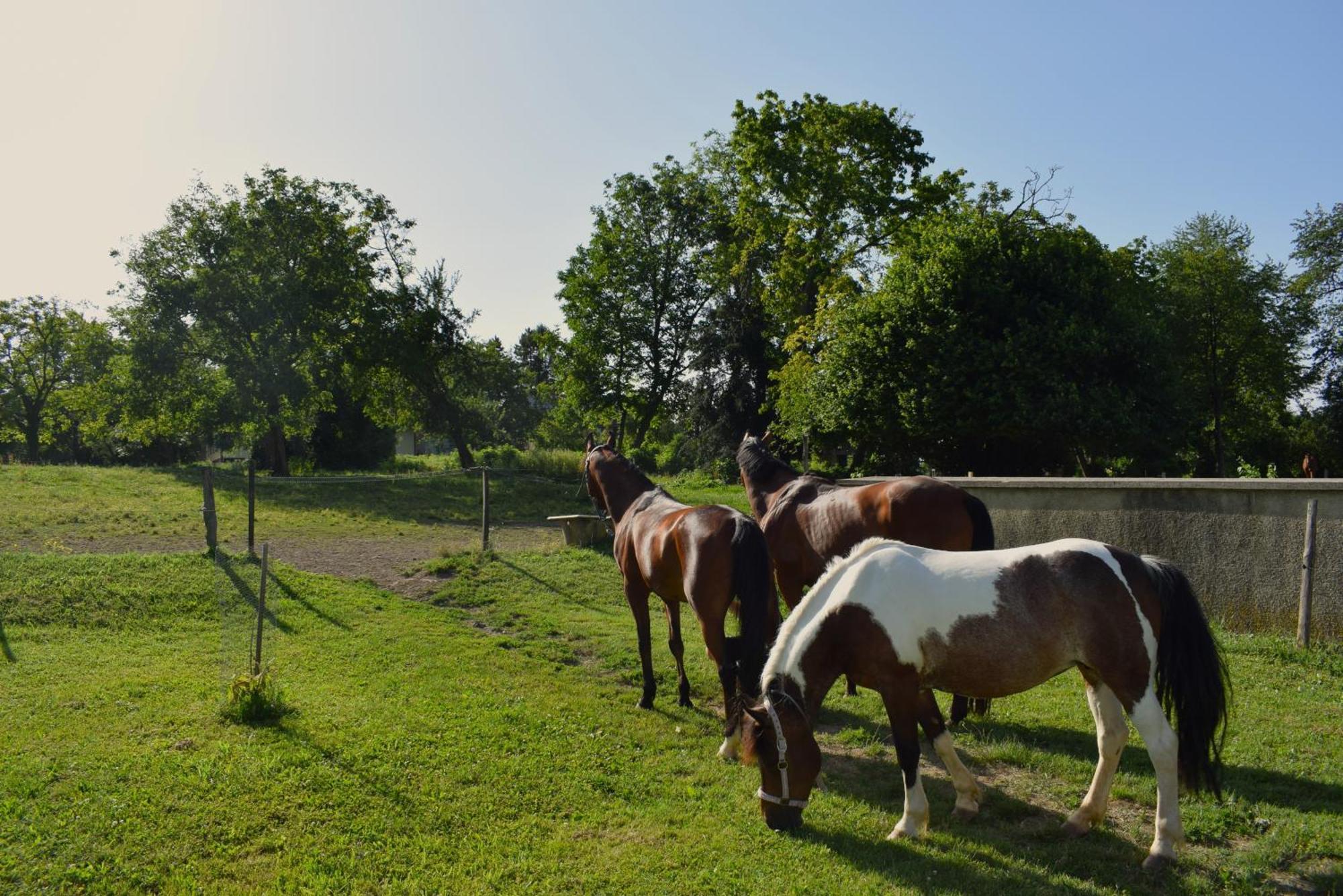 Farm Stay Zevnik Brežice Eksteriør bilde