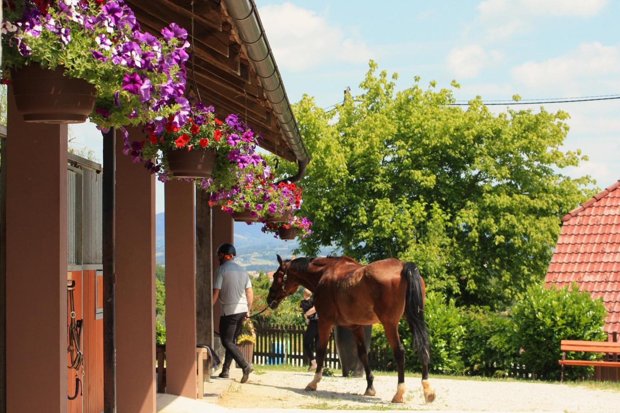 Farm Stay Zevnik Brežice Eksteriør bilde